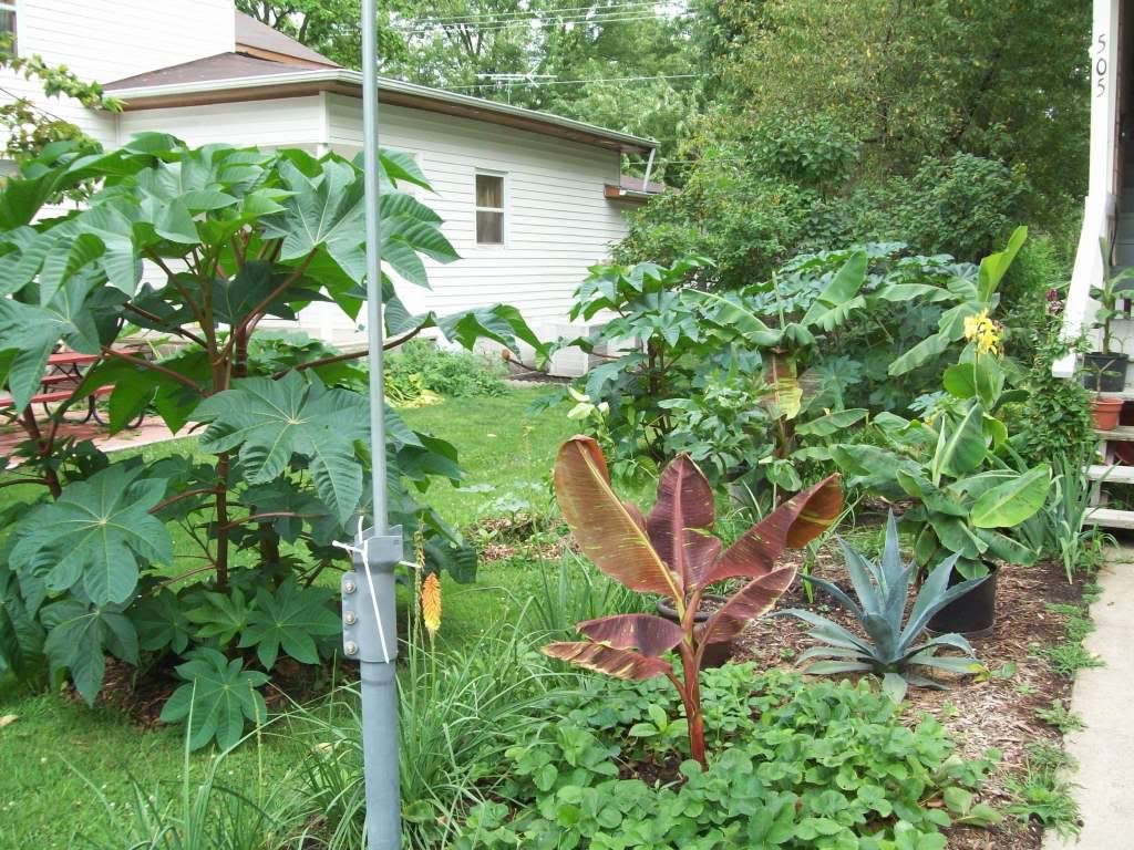 Castor,Siam Ruby banana,Pearl's Agave