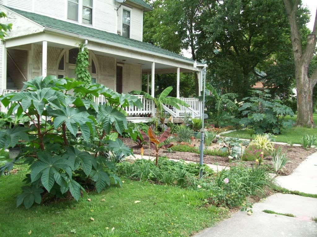 Looking N.E. at garden