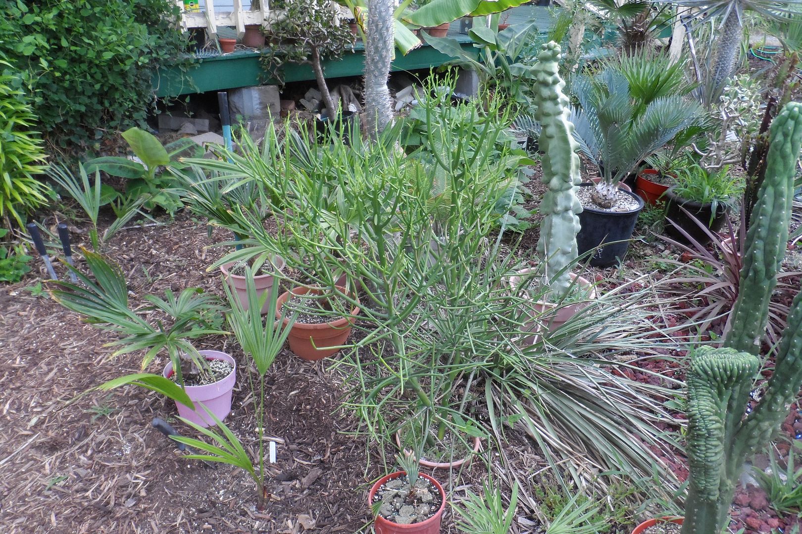 Your Smallest "Older" Palm? DISCUSSING PALM TREES WORLDWIDE PalmTalk