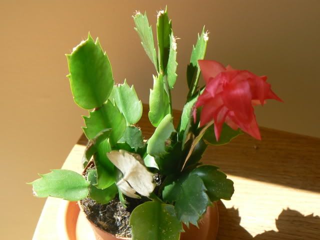 garden045.jpg