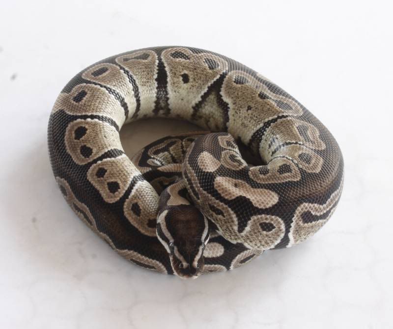 Axanthic203.jpg