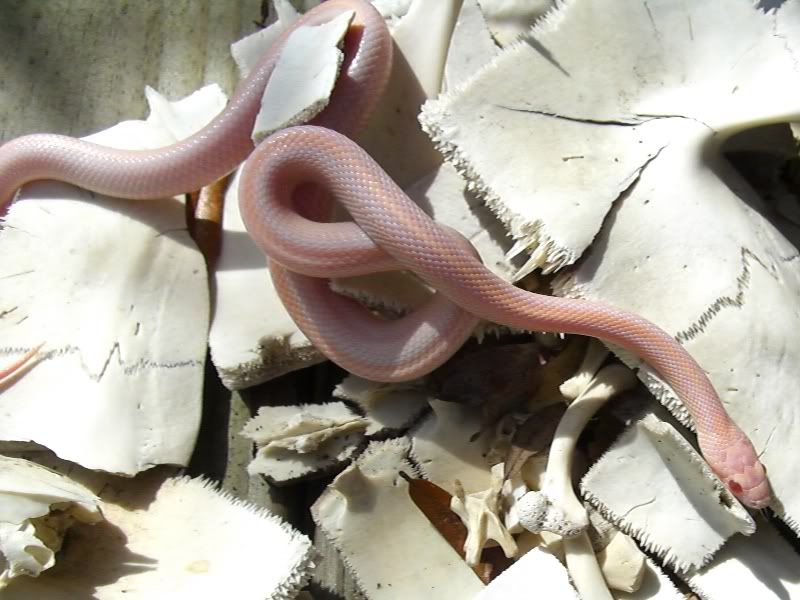 Mingo20April20201020032cr.jpg