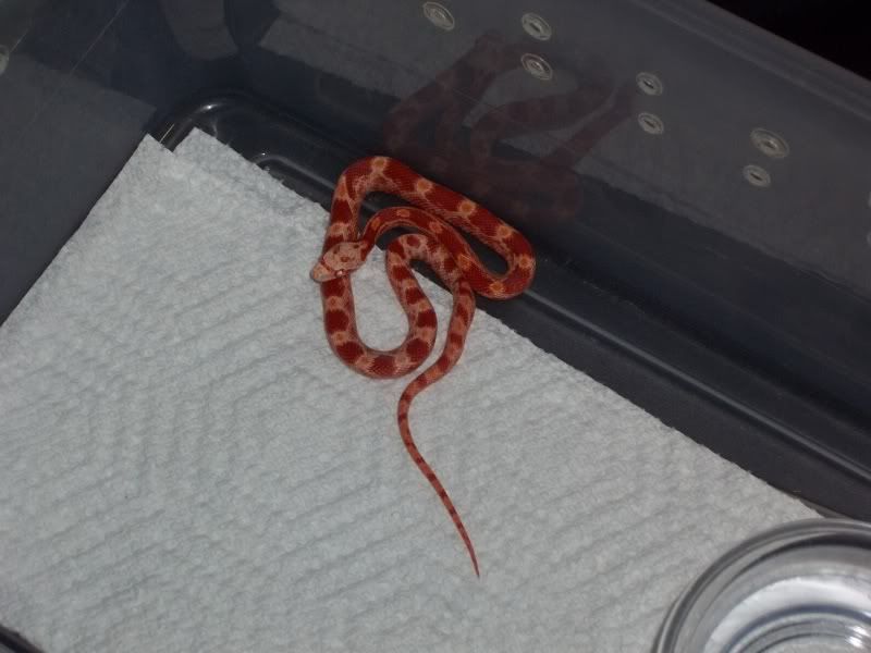 NewSnakes002.jpg