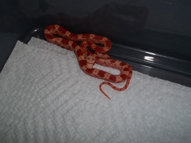 NewSnakes003.jpg
