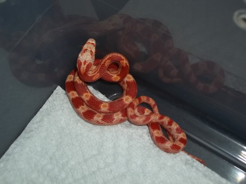 NewSnakes005.jpg