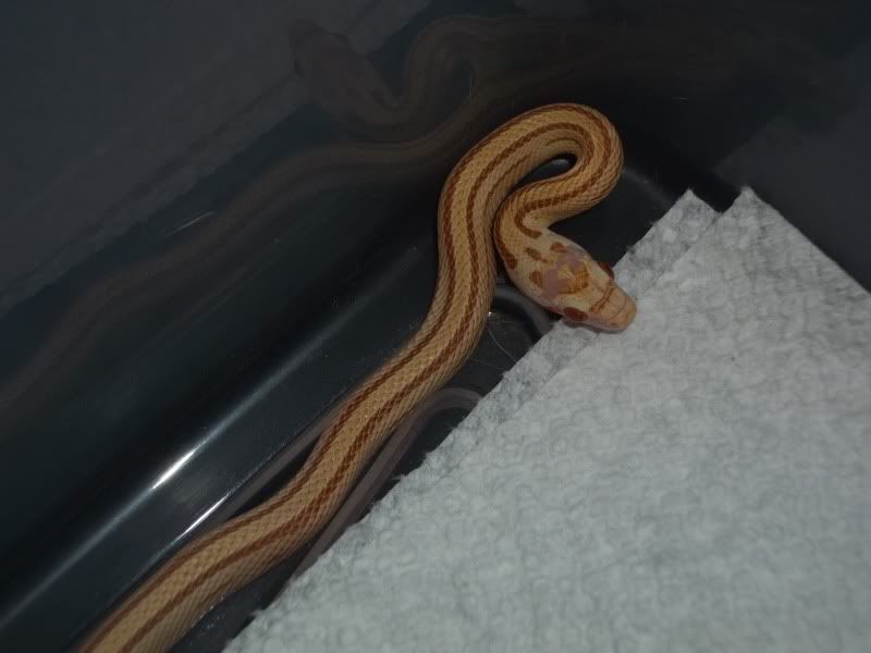 NewSnakes007.jpg