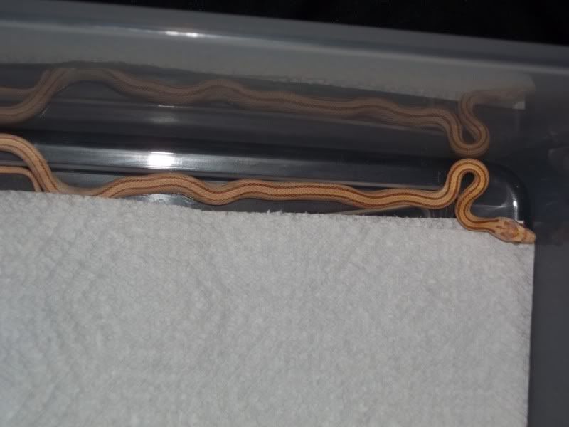 NewSnakes008.jpg