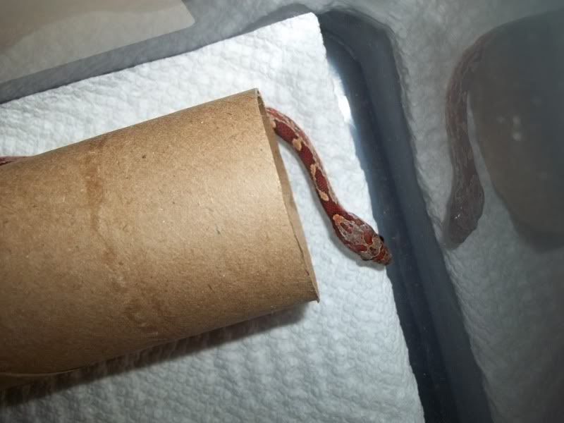 NewSnakes017.jpg