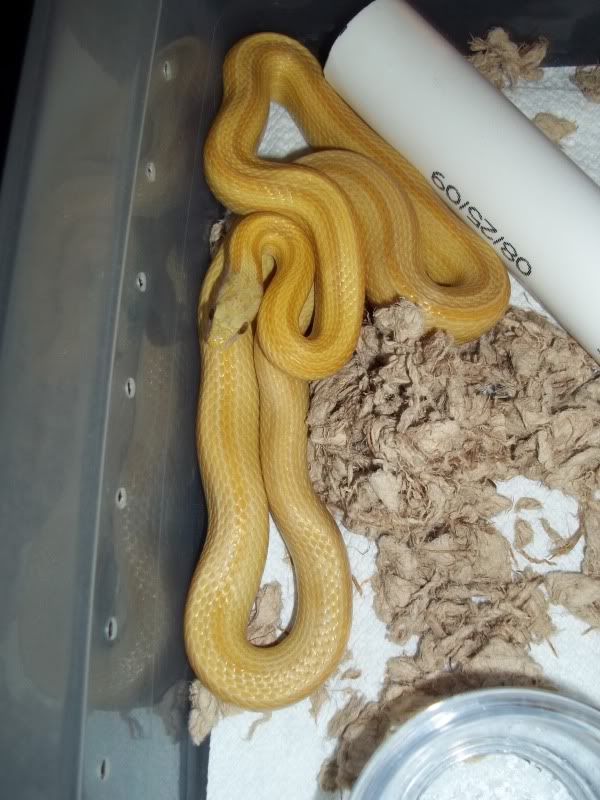 NewSnakes020.jpg