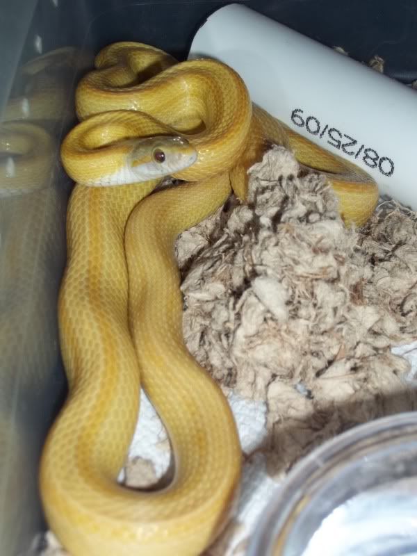 NewSnakes023.jpg