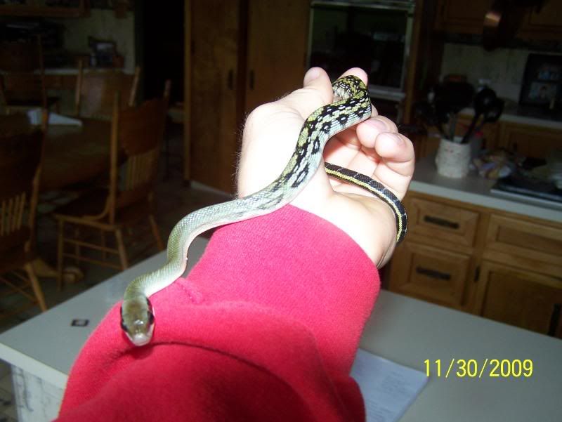 Picture010-1.jpg