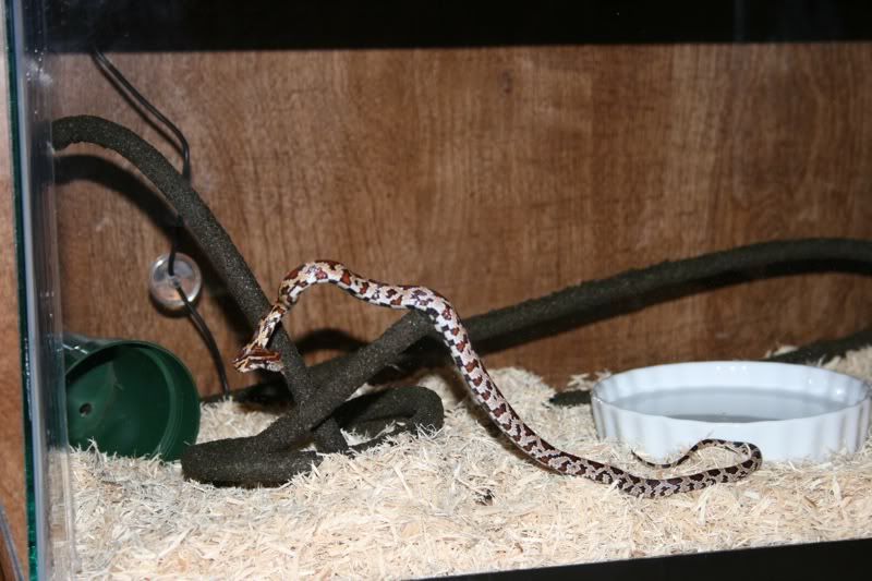 Snakey2-1.jpg
