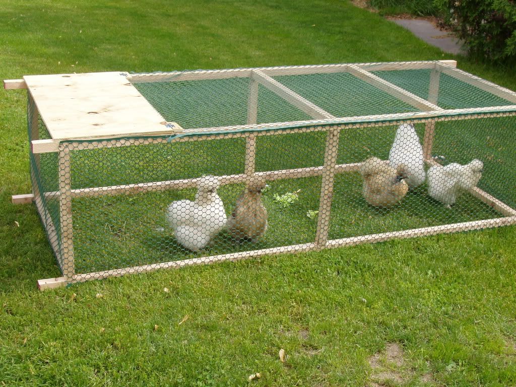 How to stop a broody hen BackYard Chickens Learn How to Raise Chickens