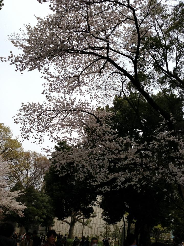 euno sakura cherry blossom