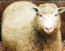 dolly-the-sheep2.jpg