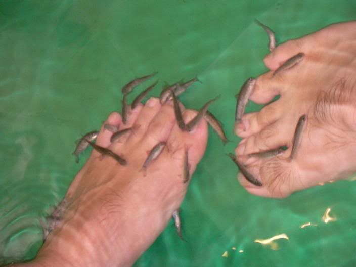 Wikipedia fish spa