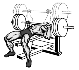 Bench Press Pictures, Images and Photos