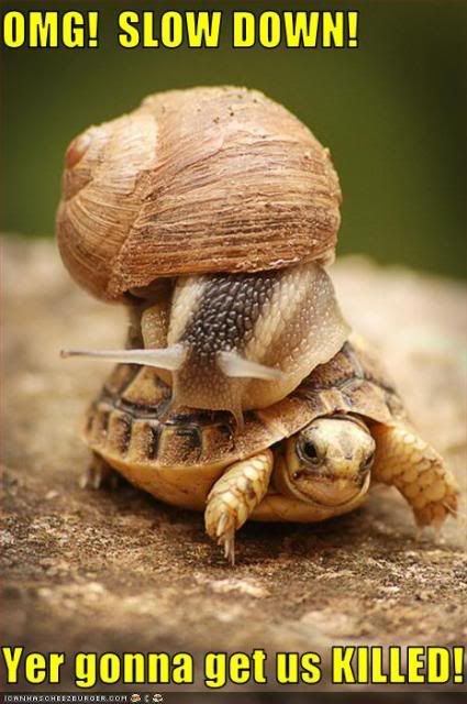 funny-pictures-snail-is-on-turtl-1.jpg