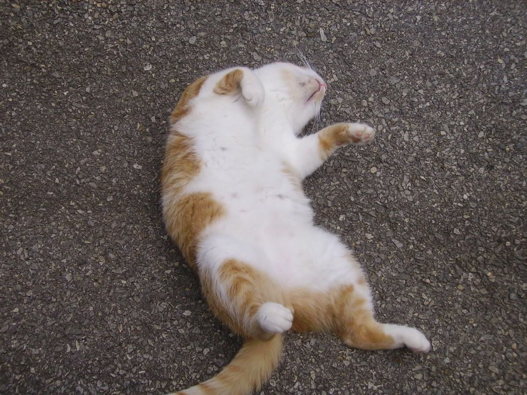 PICT0176.jpg