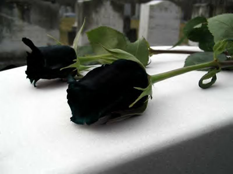 But I do love the look of the genetically modified Black Rose black rose