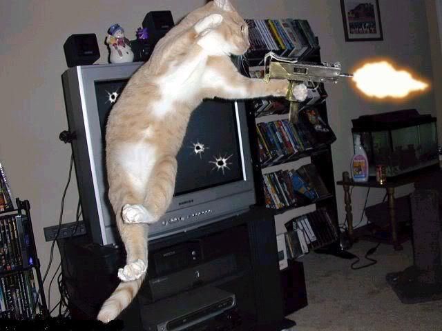 Cat Machine Gun Pictures, Images and Photos