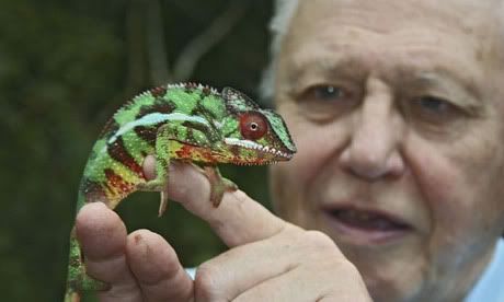 david attenborough photo: David Attenborough chameleon460.jpg