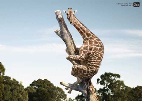 Zoo Giraffe