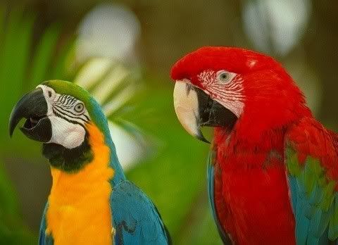 Macaws.jpg