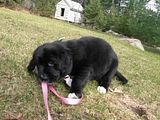Molly