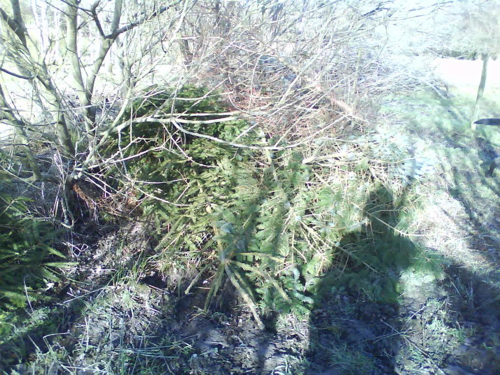 DSC00009.jpg