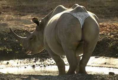 funny rhino Pictures, Images and Photos