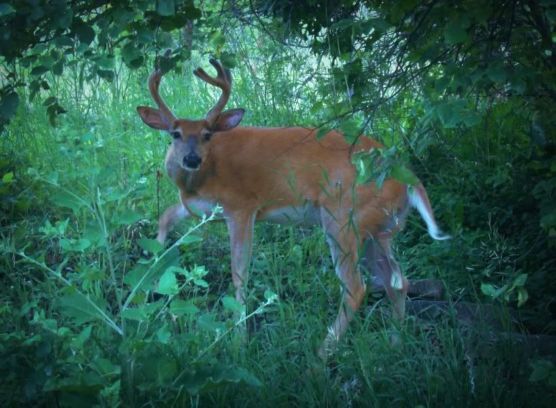 IMAGE: http://i297.photobucket.com/albums/mm233/yushta/bucksmall.jpg