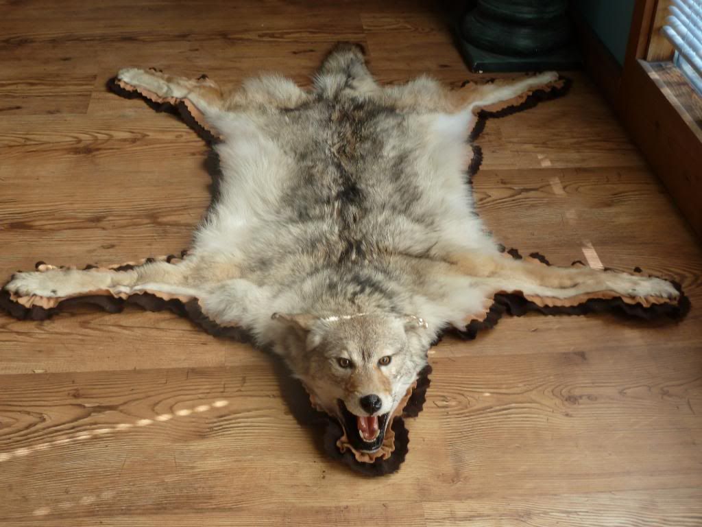 Anyone Got a Coyote Rug? to the Forum and