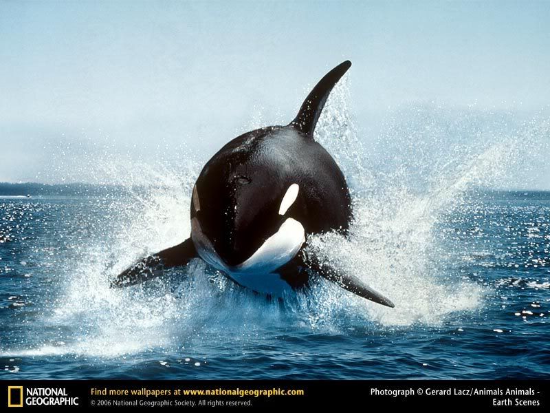  orca whale 