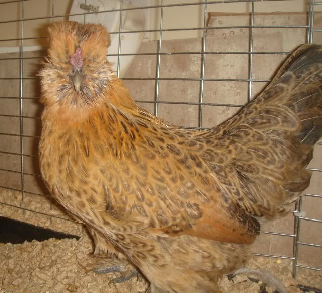 Silkie/Mille Fleur d'Uccle Pullets