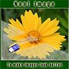 plugin neat image