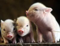 piglets.jpg awww image by sasquatchwashere