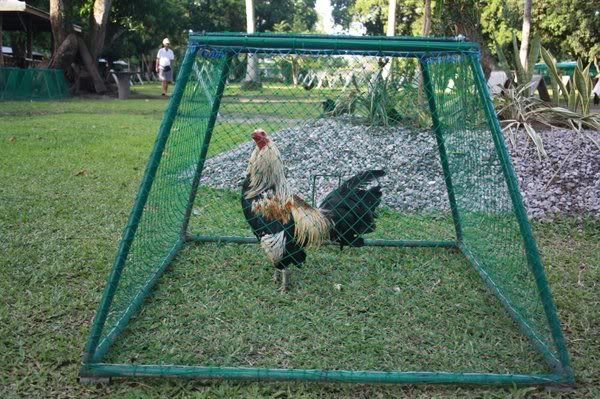 Gamefowl+Pens+For+Sale Gamefowl Pens http://www.pic2fly.com/Gamefowl+Pens+For+Sale.html