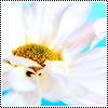 In_A_World_of_Paper_Flowers_by_Kel_.png