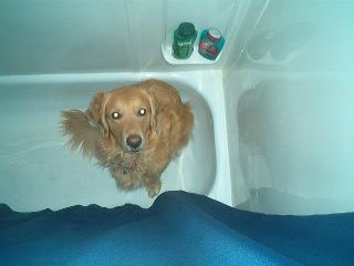 dog in the shower photo: jake IM000866.jpg