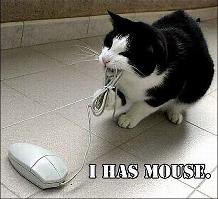 221_funny_cat_pictures_pc_2.jpg