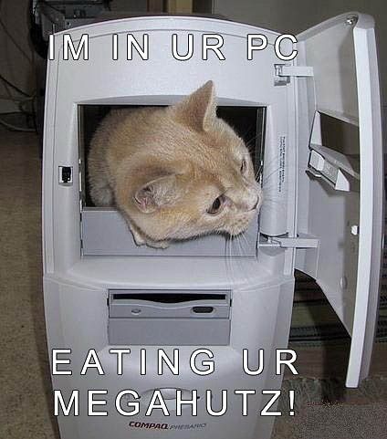 235_funny_cat_pictures_pc_5.jpg