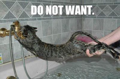 cat-wash.jpg