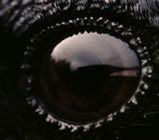 raven's eye