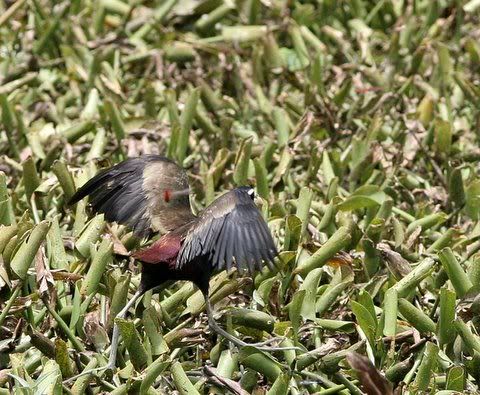 bronze-winged jacana