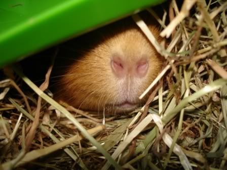 piggynoses.jpg