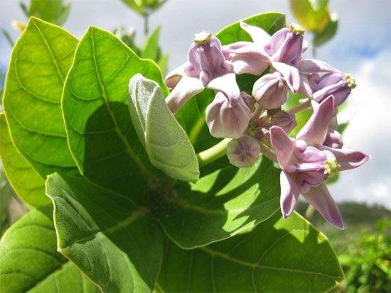 Cây ngót nghẻo
