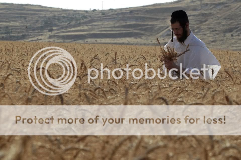 http://i297.photobucket.com/albums/mm225/ukhudshanskiy/wheat.jpg