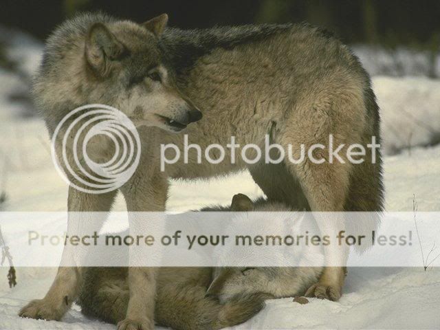 Wolves Pictures, Images and Photos